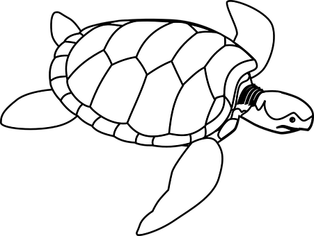Blackand White Turtle Illustration PNG