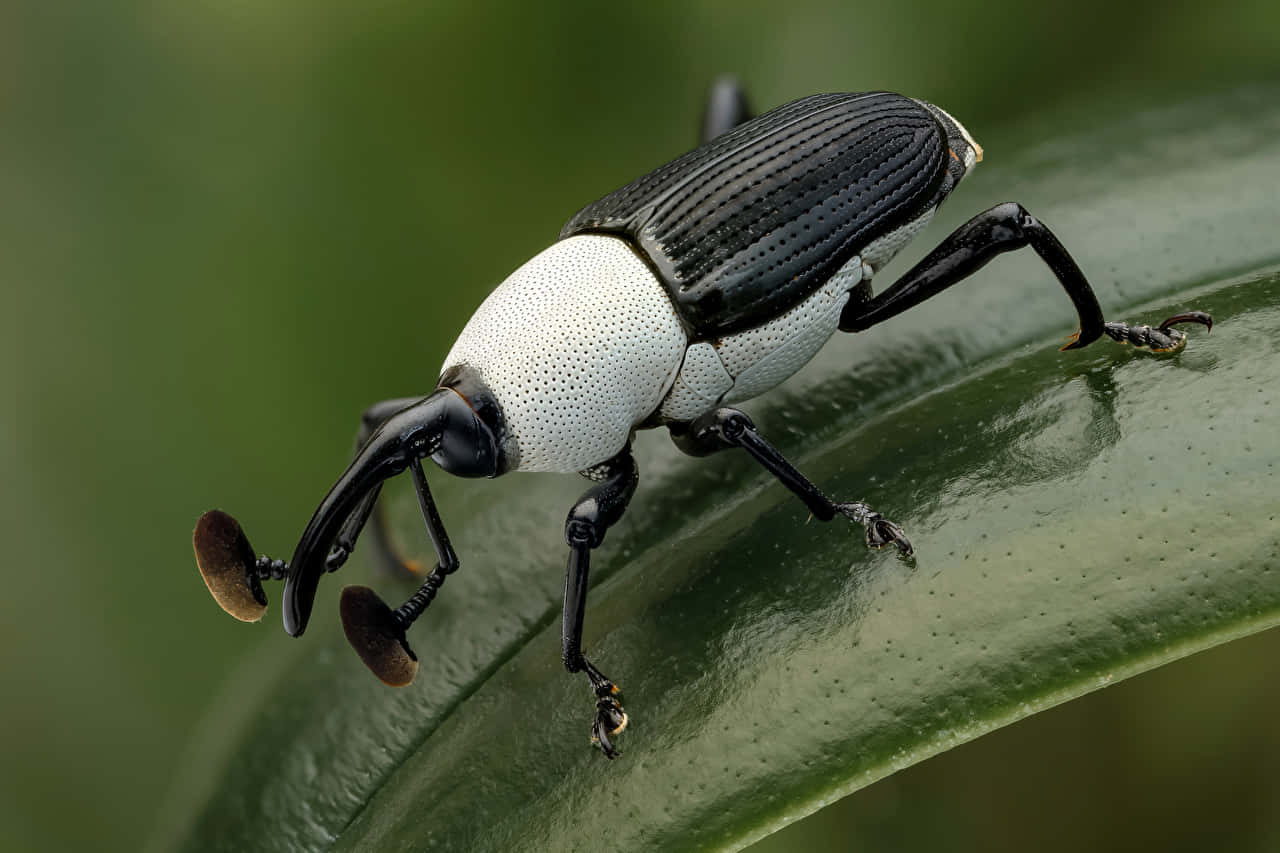 Blackand White Weevilon Green Leaf Wallpaper