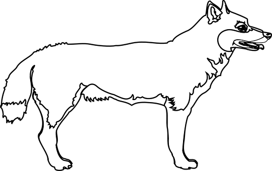 Blackand White Wolf Illustration PNG