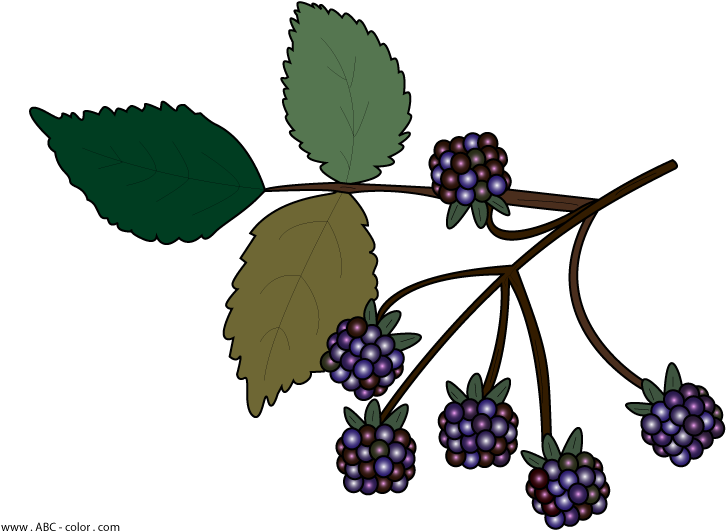 Blackberry Branch Illustration PNG