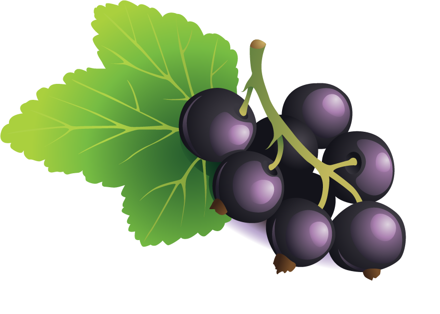 Blackberry Cluster Illustration PNG