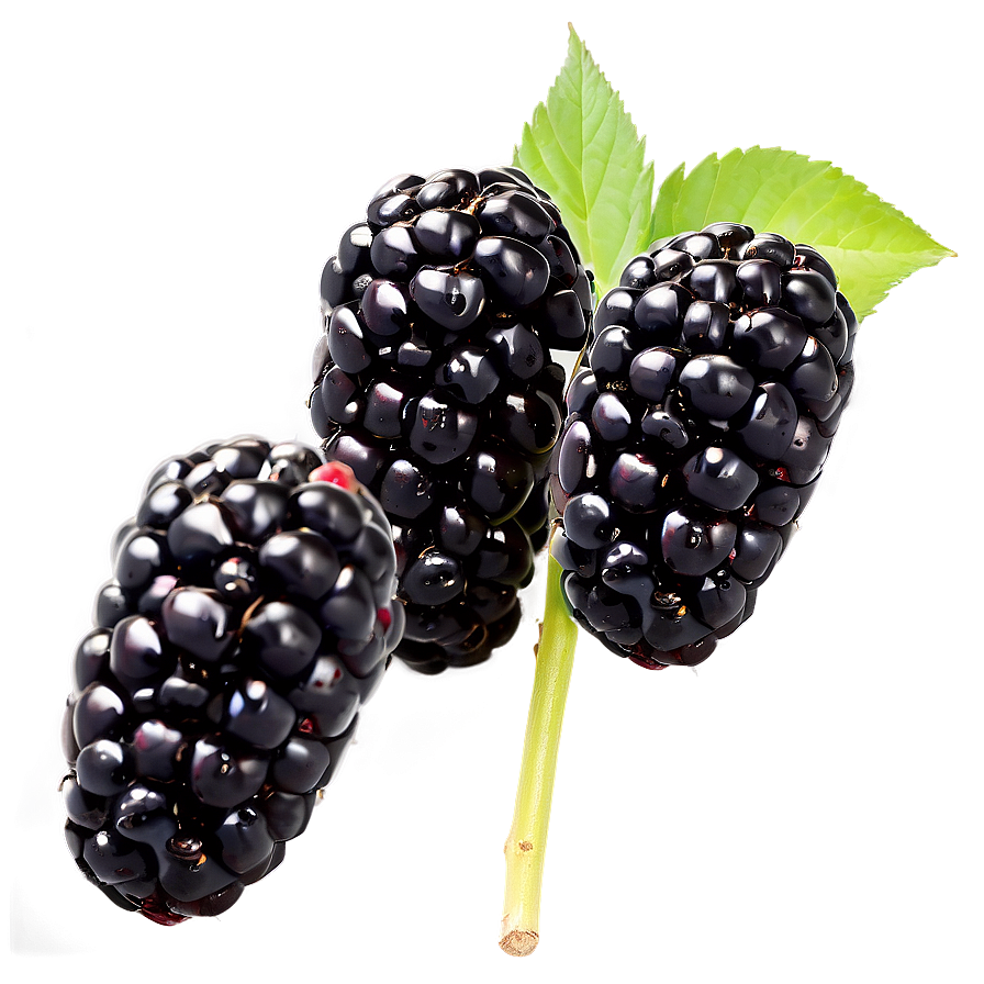 Blackberry Field Png Lvl PNG