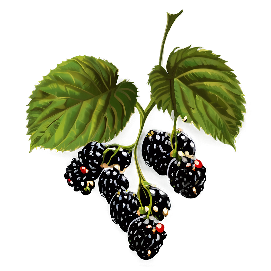 Download Blackberry Plant Png Qbd | Wallpapers.com