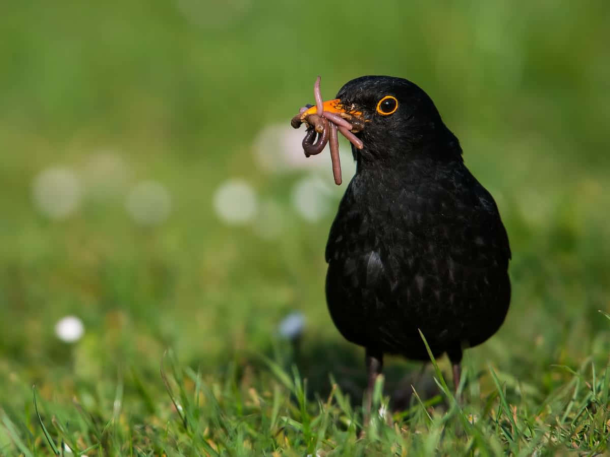 Blackbird Catching Worms.jpg Wallpaper