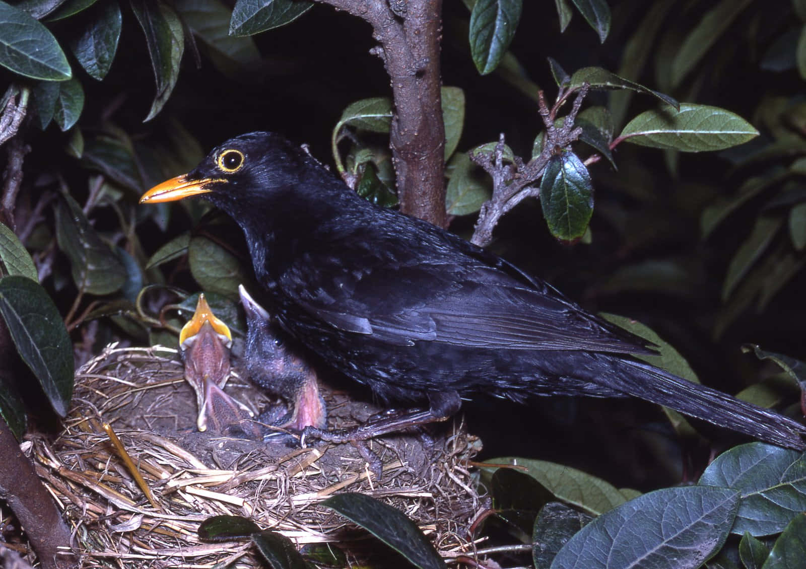 Blackbird Feeding Chicks Nest Wallpaper