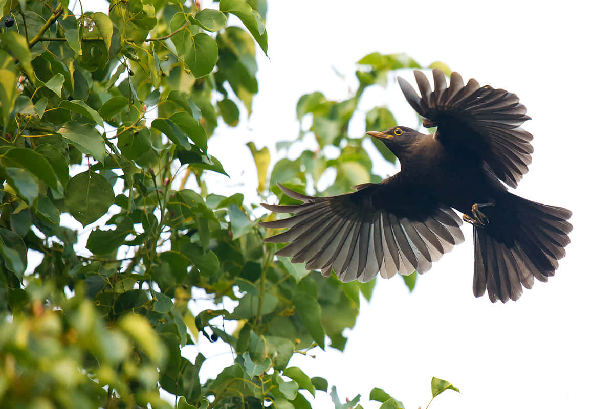 Blackbird In Flight Wallpaper