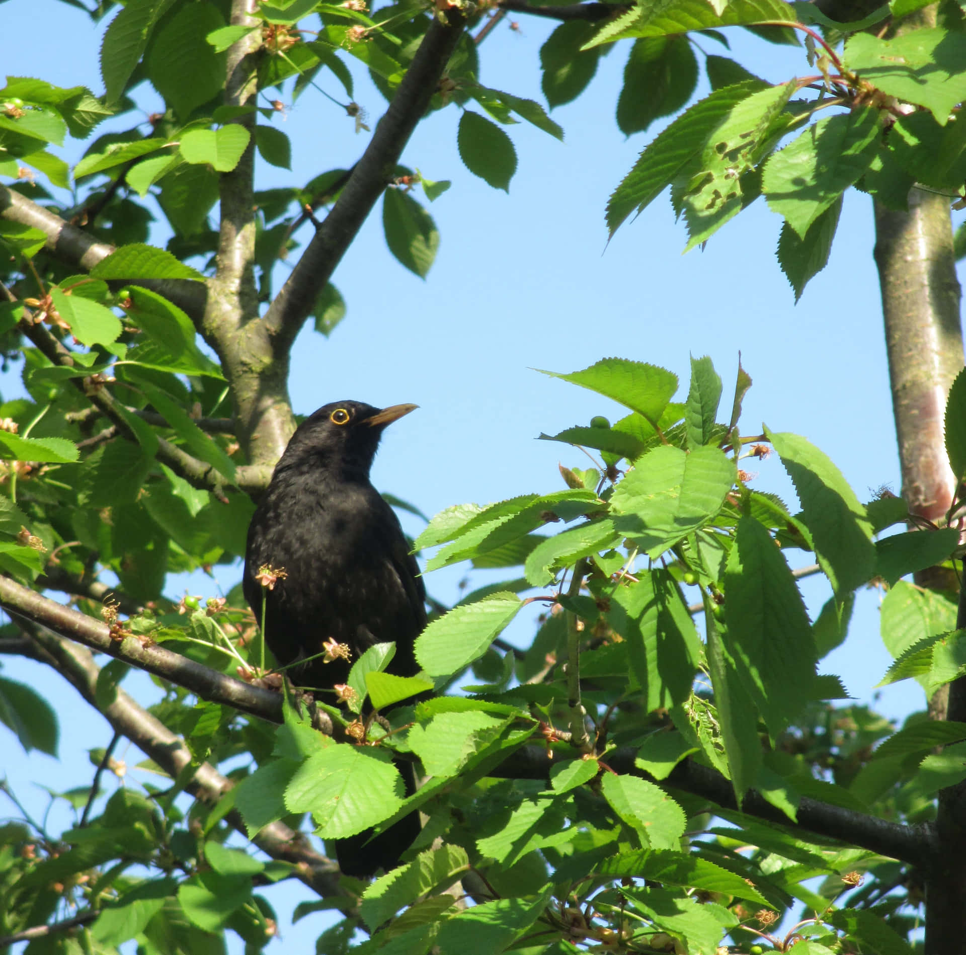 Blackbird_ Perched_ Among_ Green_ Leaves Wallpaper