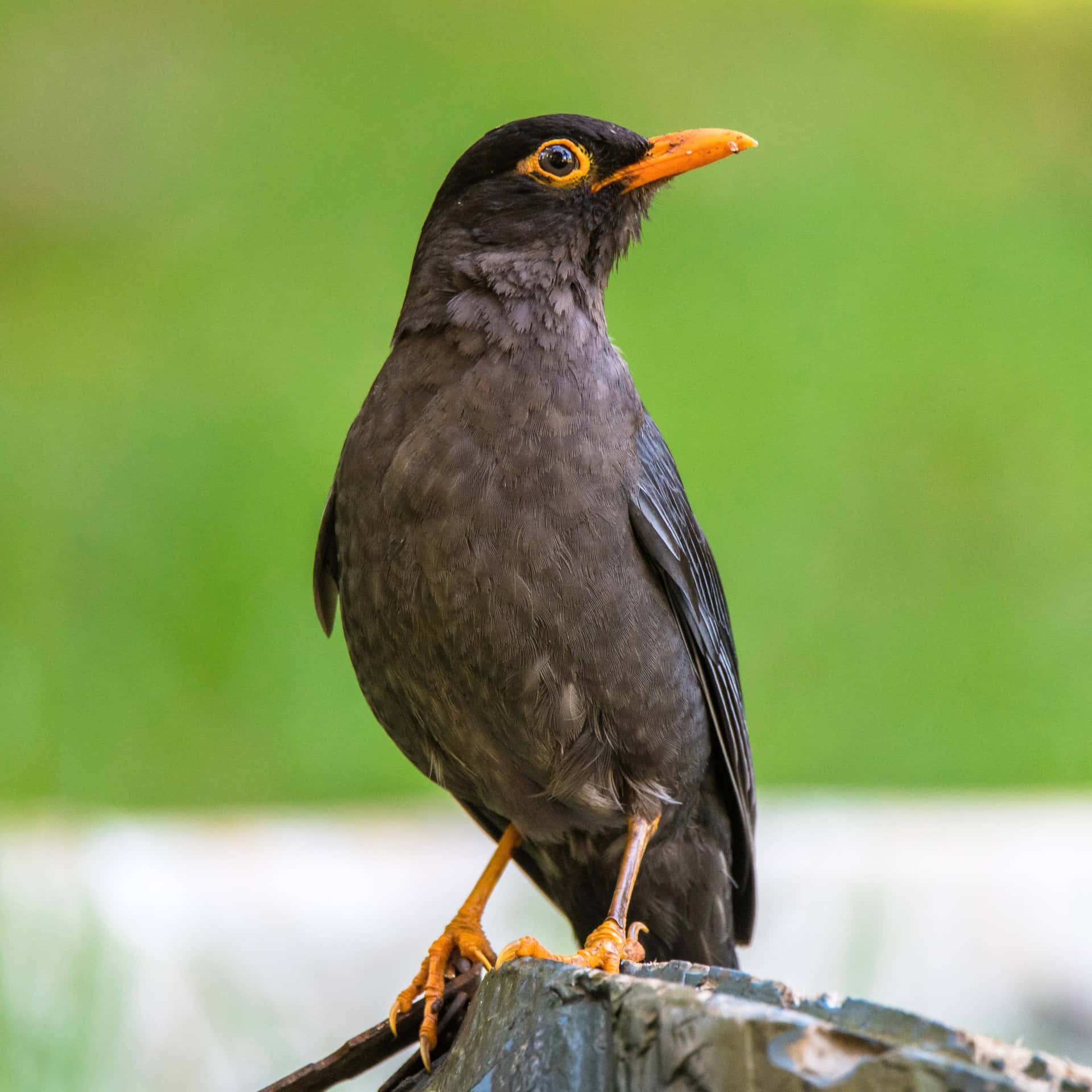 Blackbird Perched On Fence Wallpaper