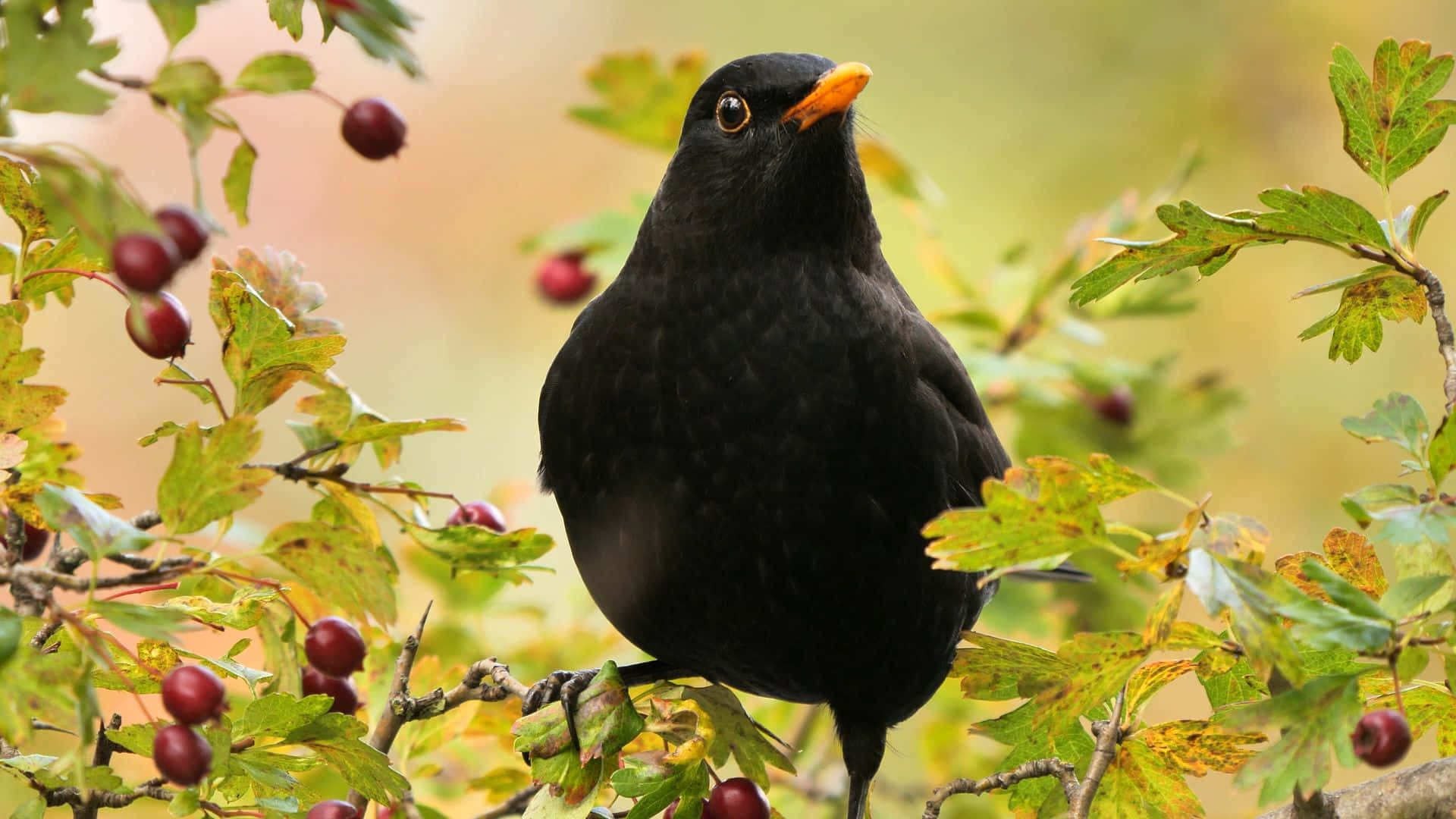 Blackbird Perchedin Autumn Berries Wallpaper