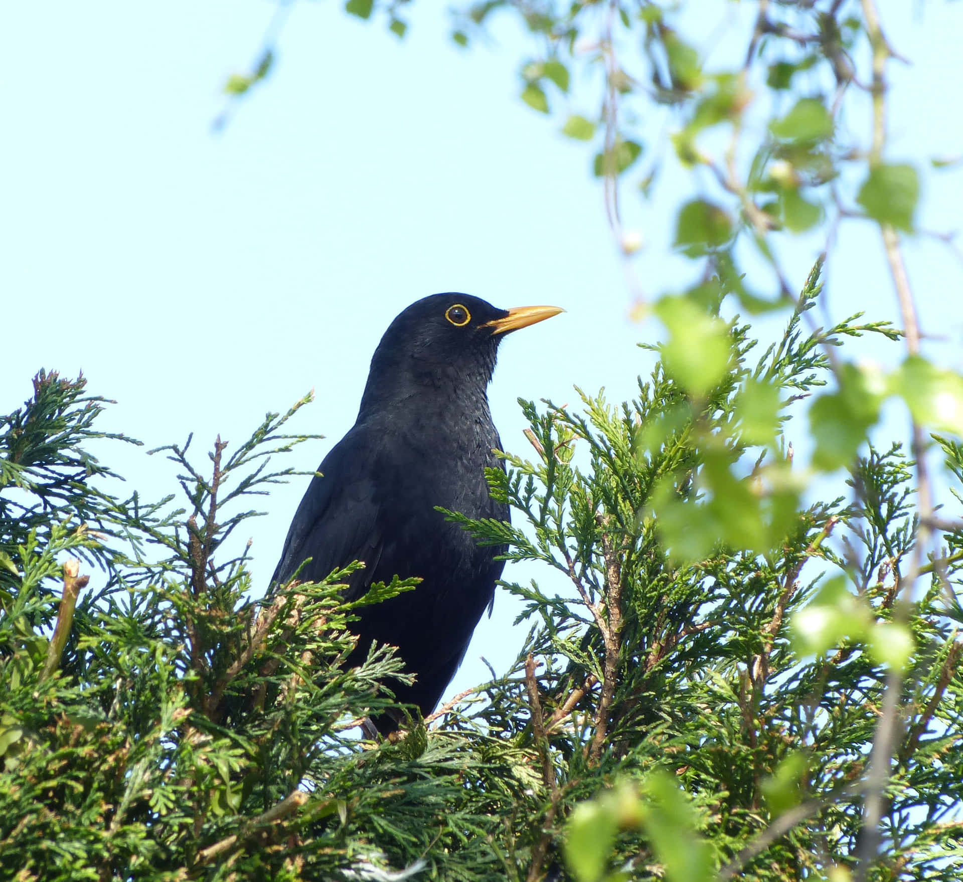 Blackbird Perchedin Greenery.jpg Wallpaper