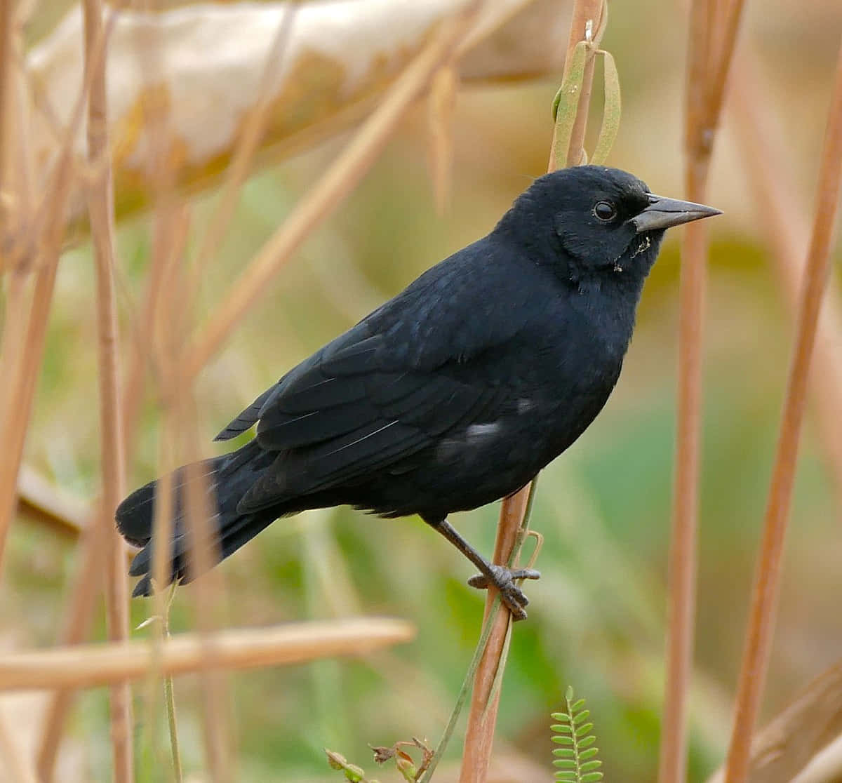 Blackbird Perchedin Nature Wallpaper