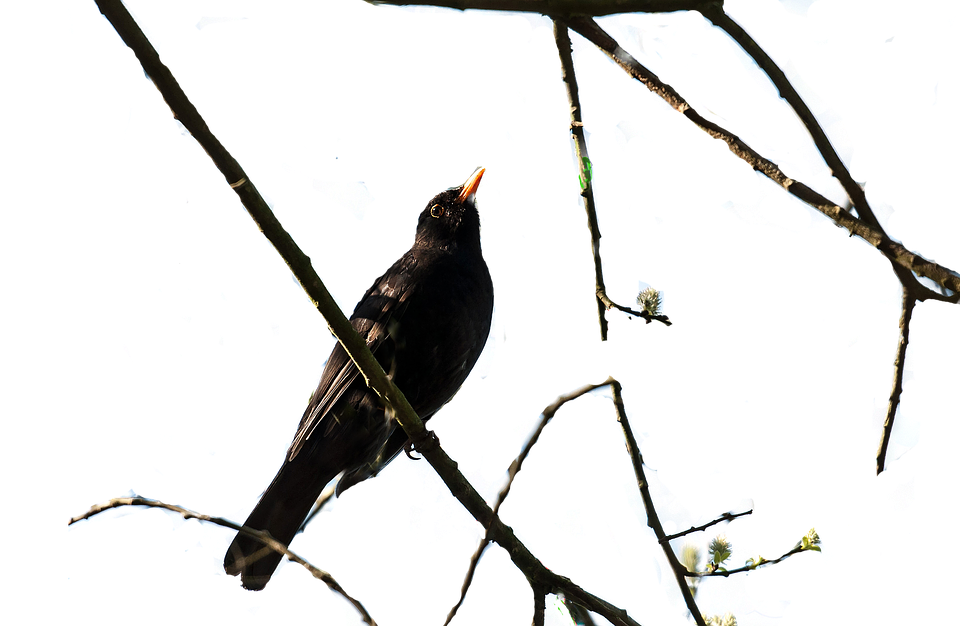 Blackbird Perchedon Bare Branches PNG