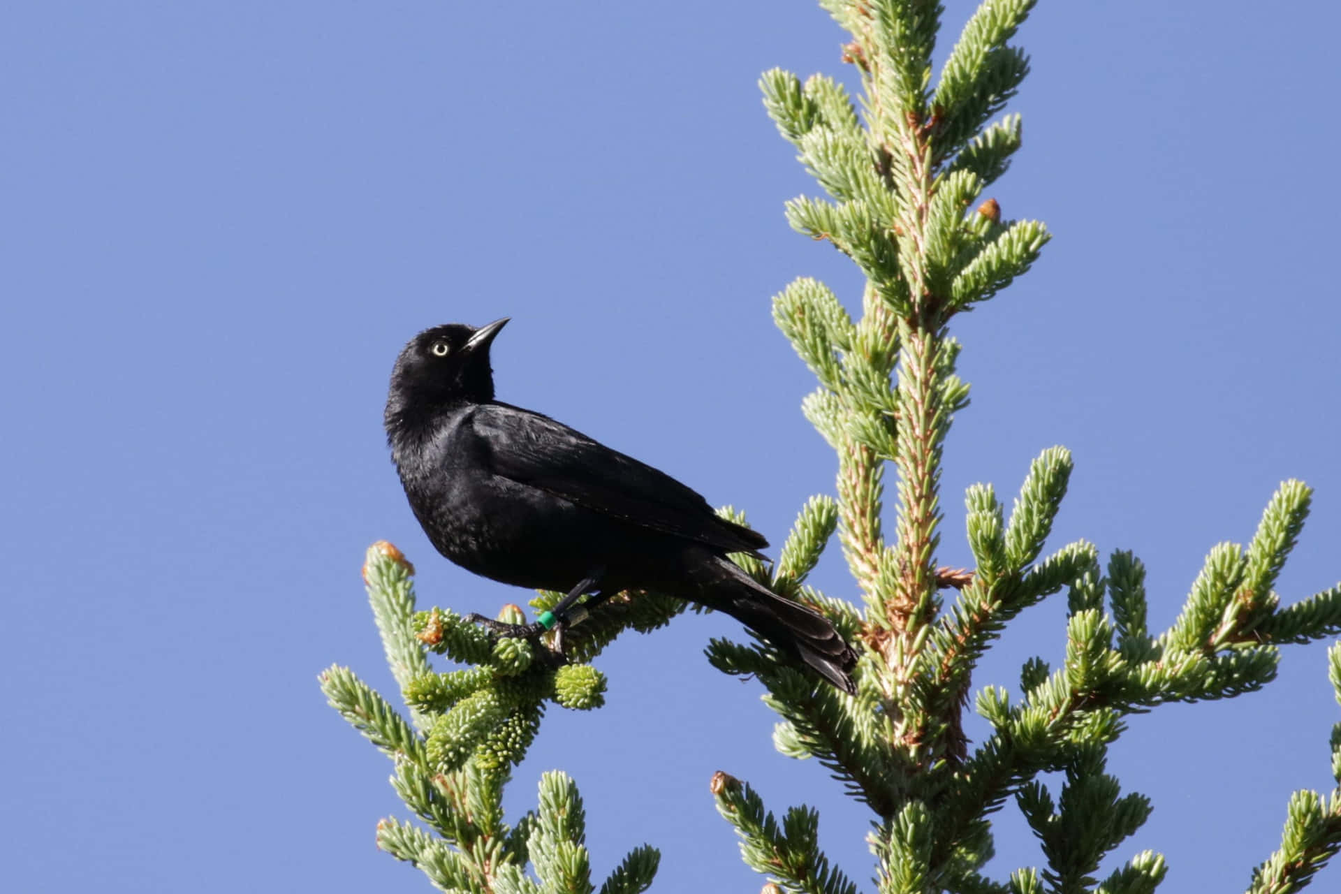 Blackbird Perchedon Pine Branch Wallpaper