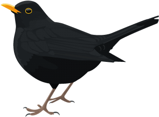 Blackbird Vector Illustration PNG