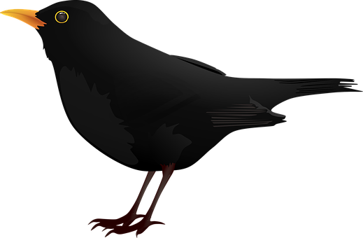Blackbird Vector Illustration PNG