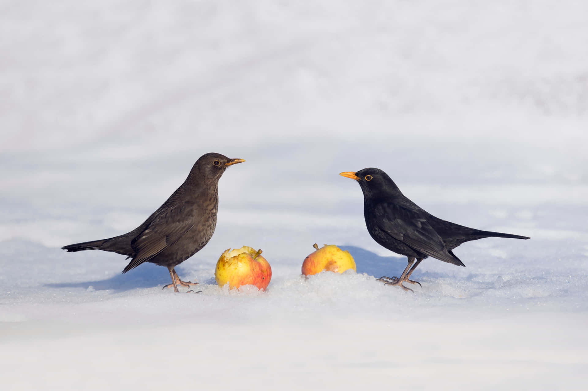 Blackbirds_with_ Apples_in_ Snow Wallpaper
