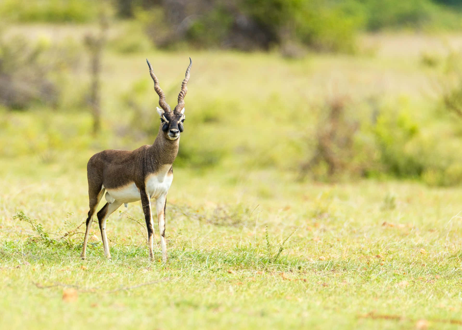 Blackbuck Antelope Cervicapra Wallpaper