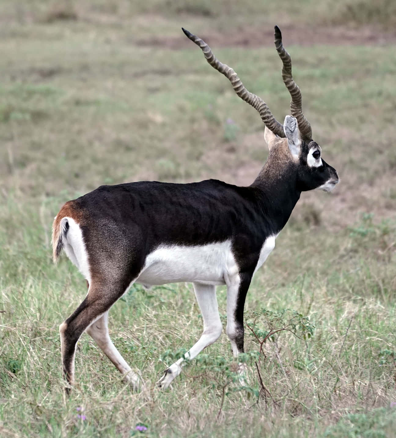 Blackbuck Antelope Cervicapra Wallpaper