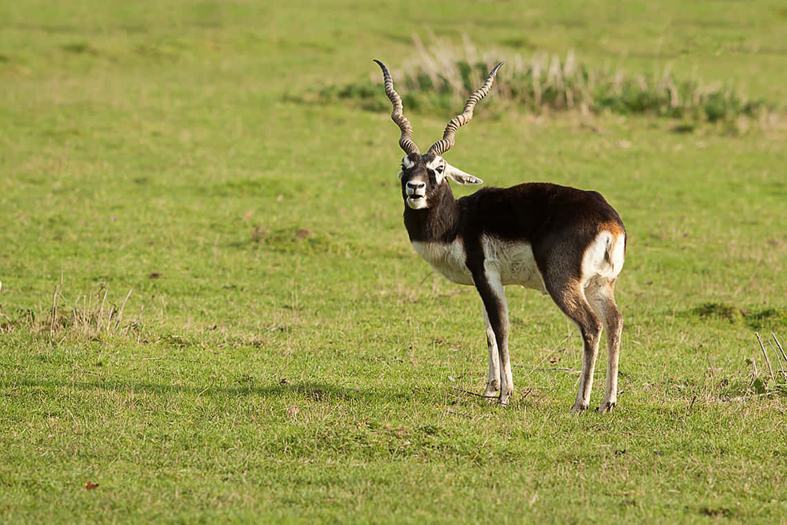 Blackbuck Antelope Cervicapra On Grassland Wallpaper