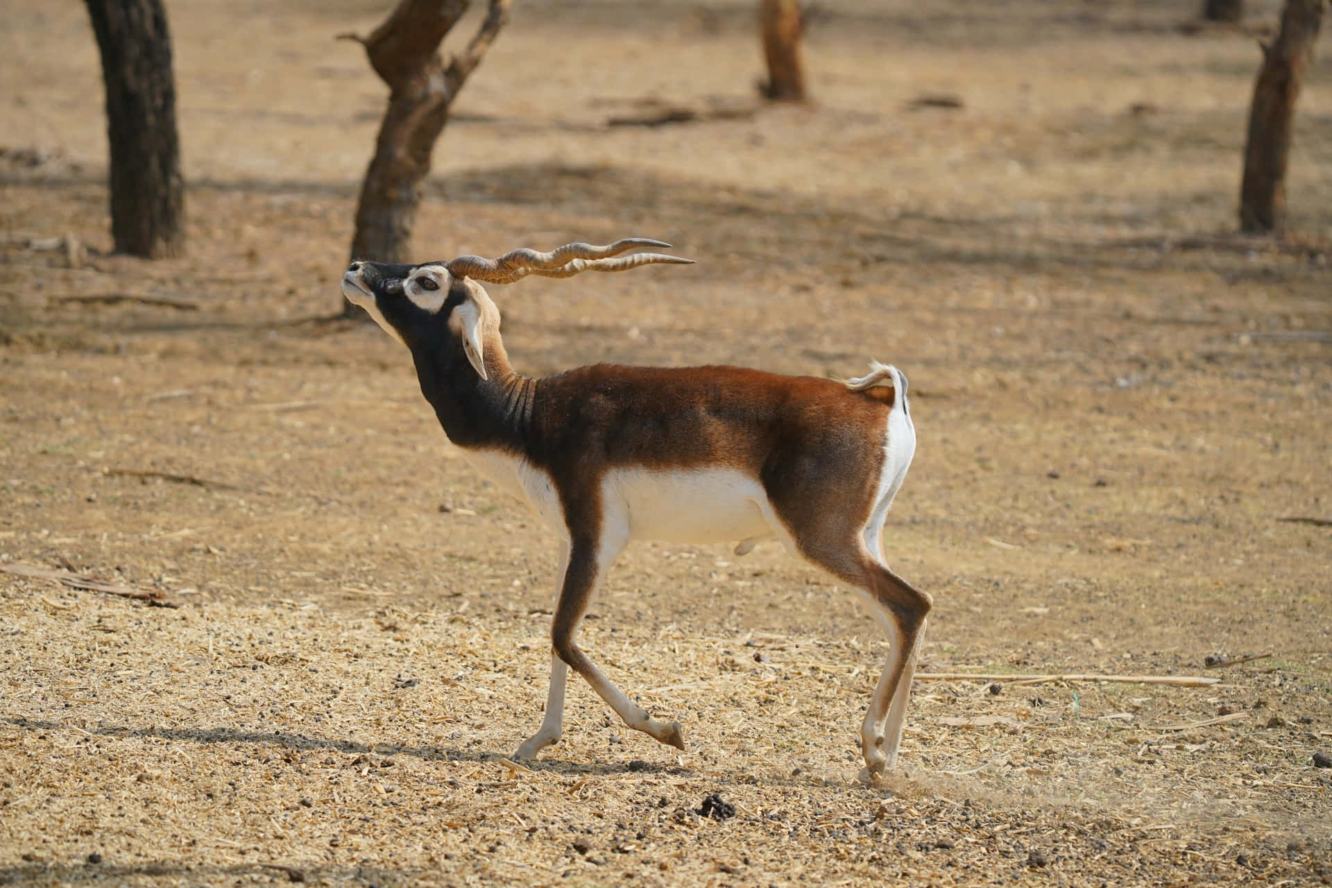 Blackbuck Antelope Cervicapra Striding Wallpaper