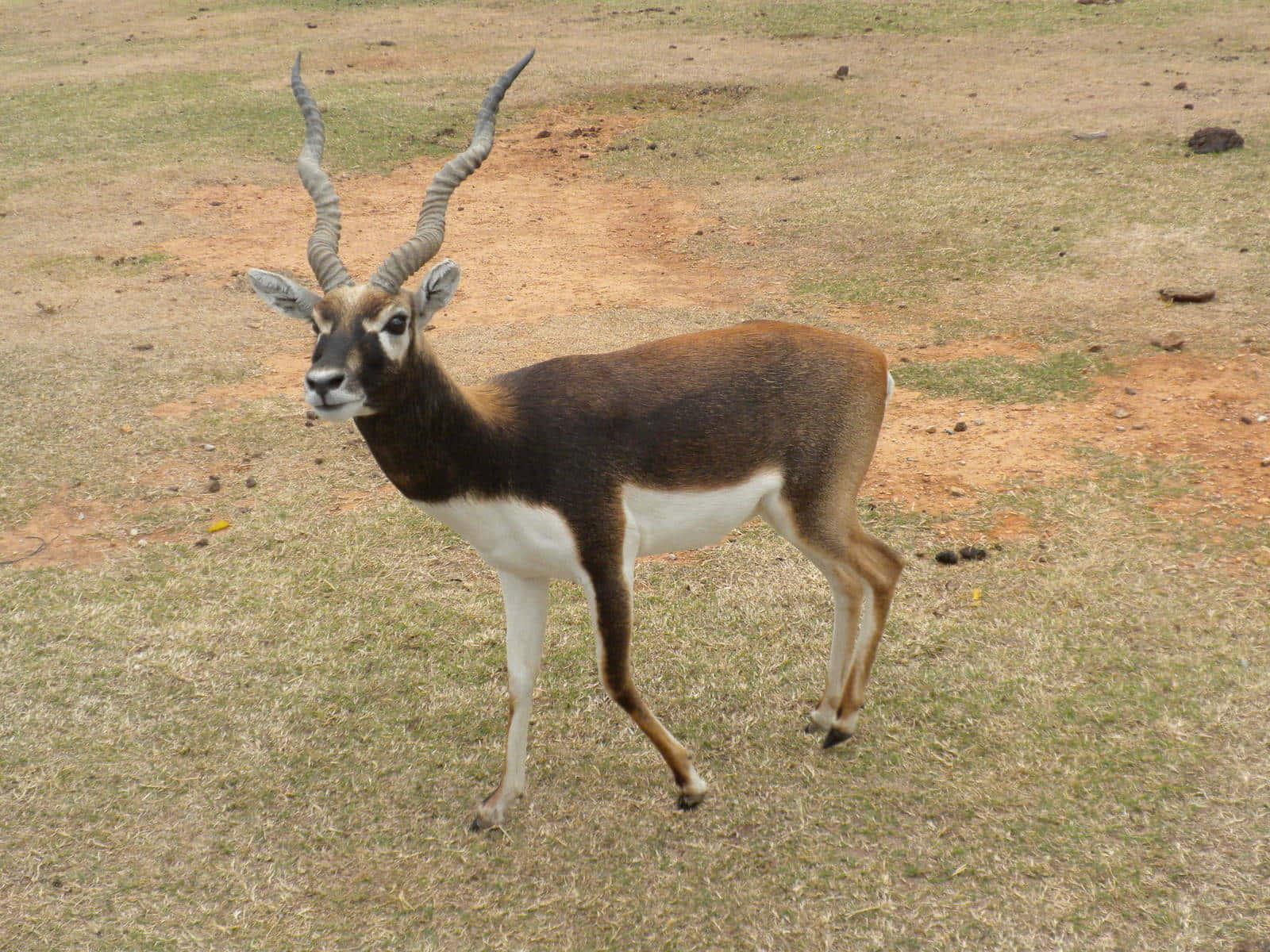 Blackbuck Antelope Cervicapra Wallpaper