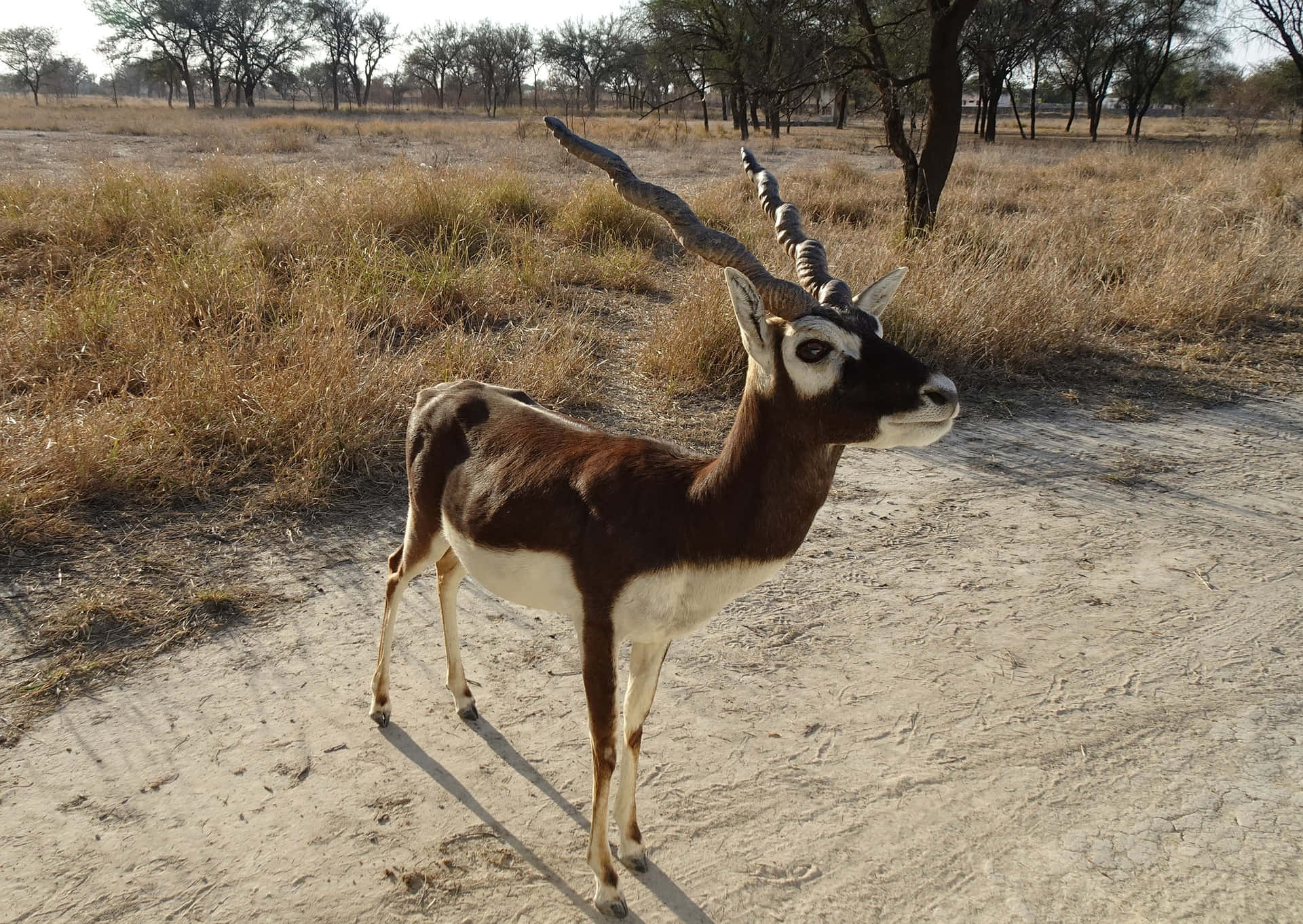 Blackbuck Antelope Cervicaprain Wild Wallpaper