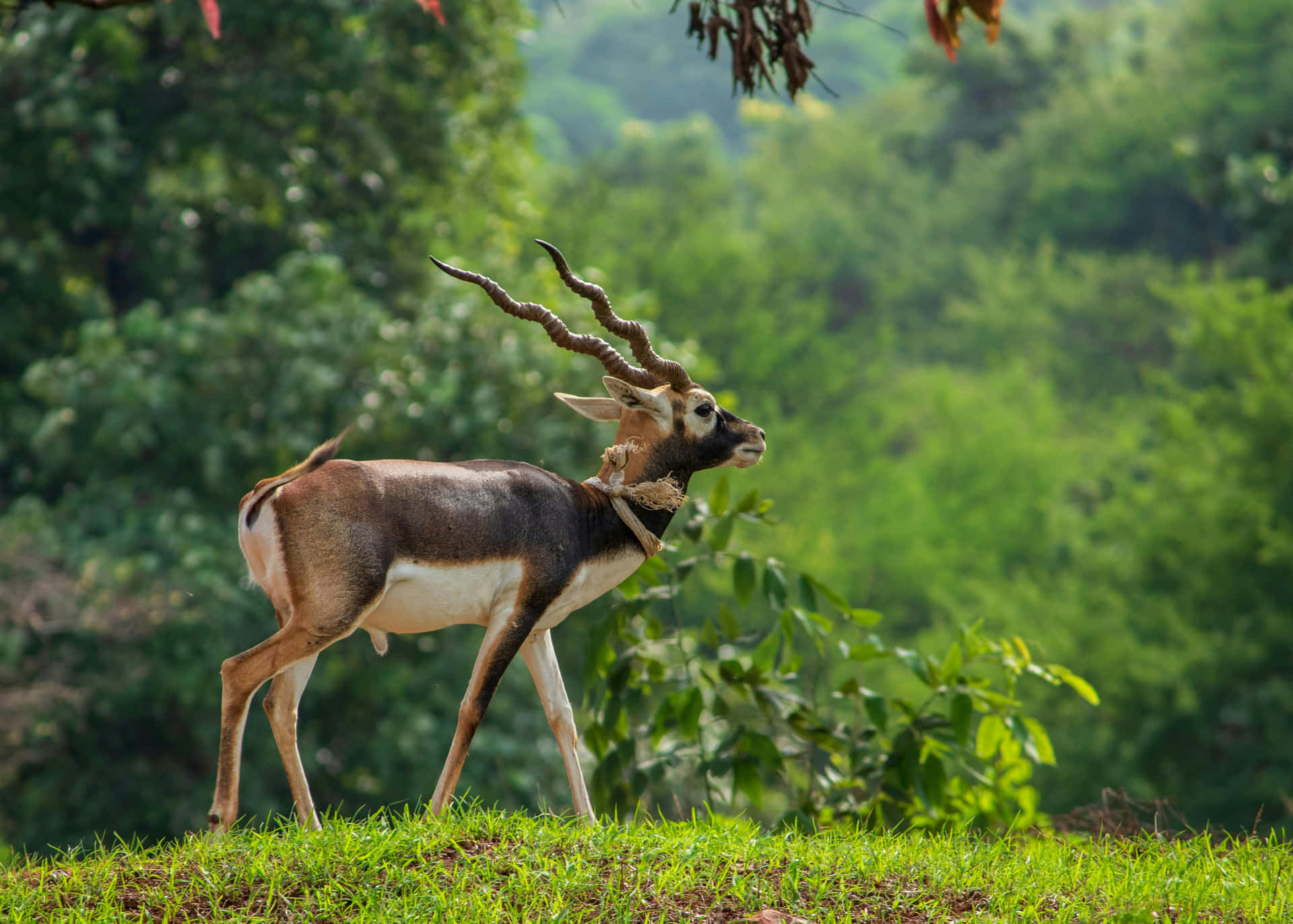 Blackbuck Antilope I Grønt Habitat Bakgrunnsbildet