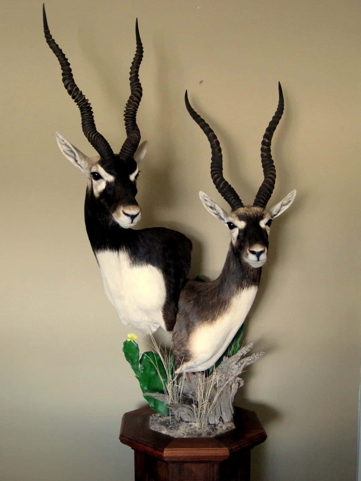 Blackbuck Antelope Taxidermy Wallpaper