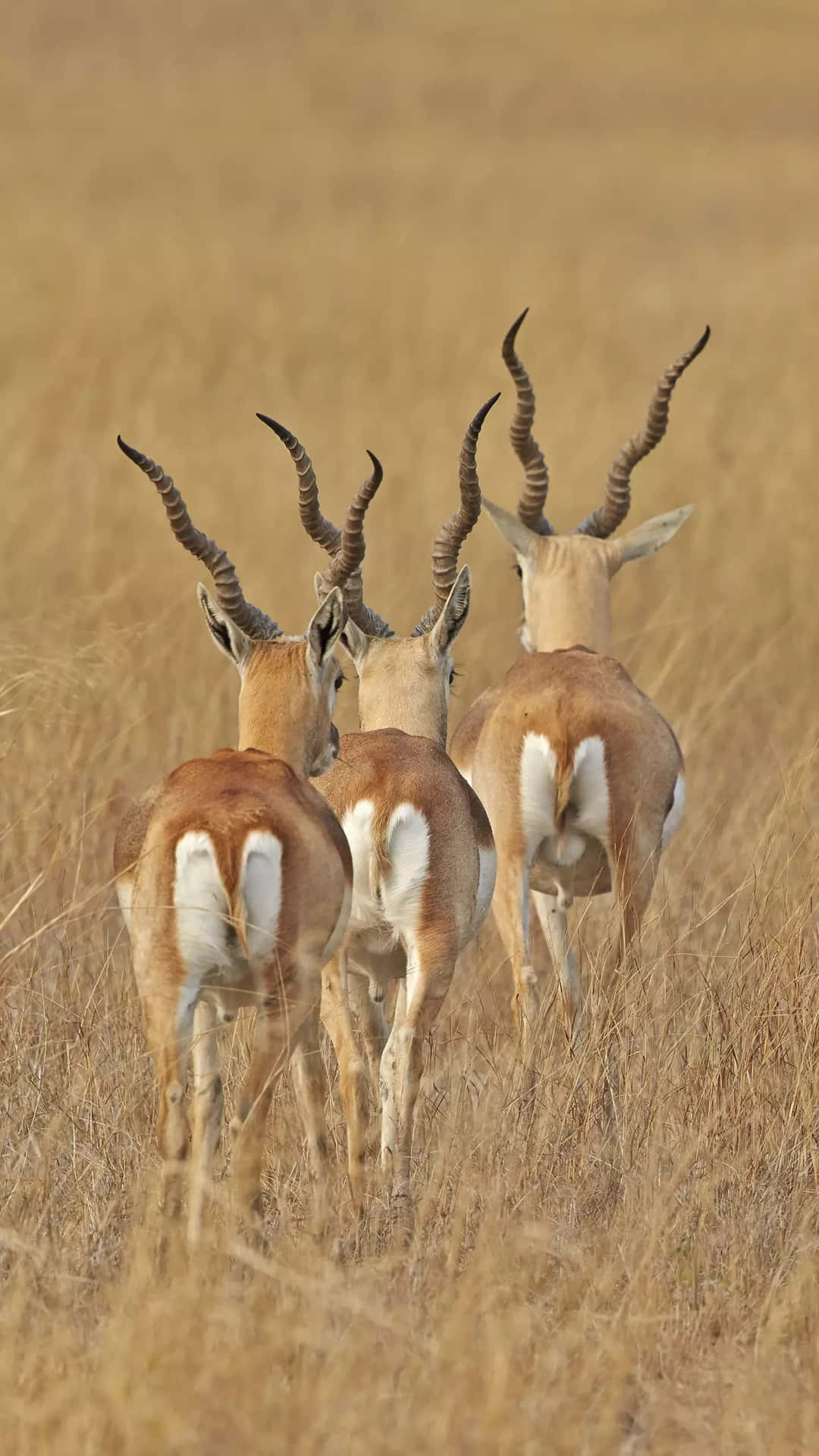 Blackbucks Graceful Antelopes Walking Away Wallpaper