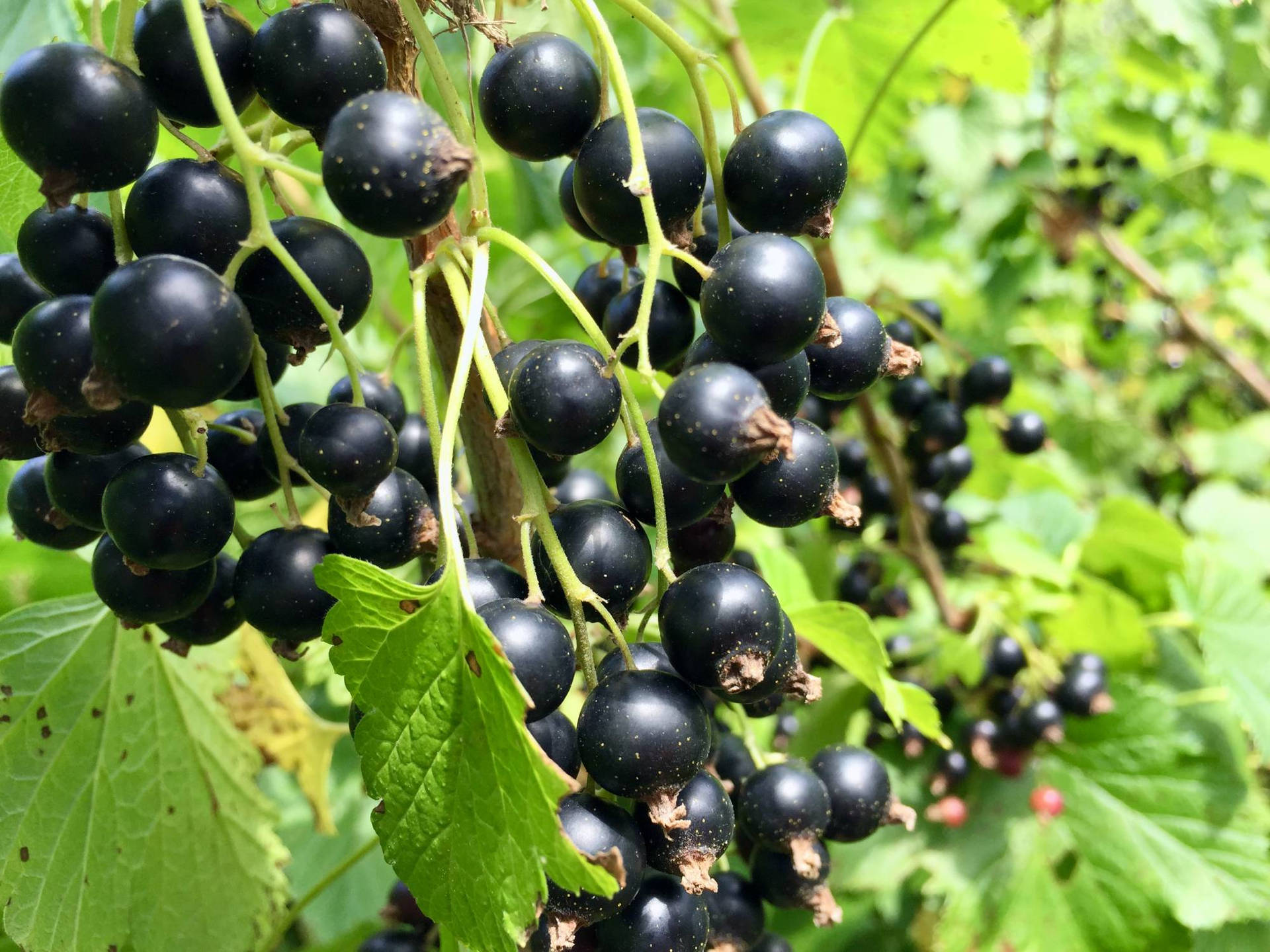 Blackcurrant Hanging On A Branch Wallpaper