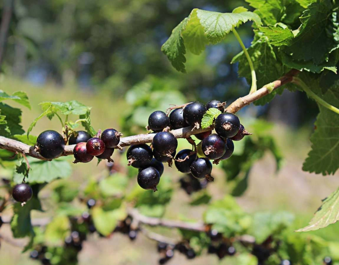 Blackcurrant In A Branch Wallpaper