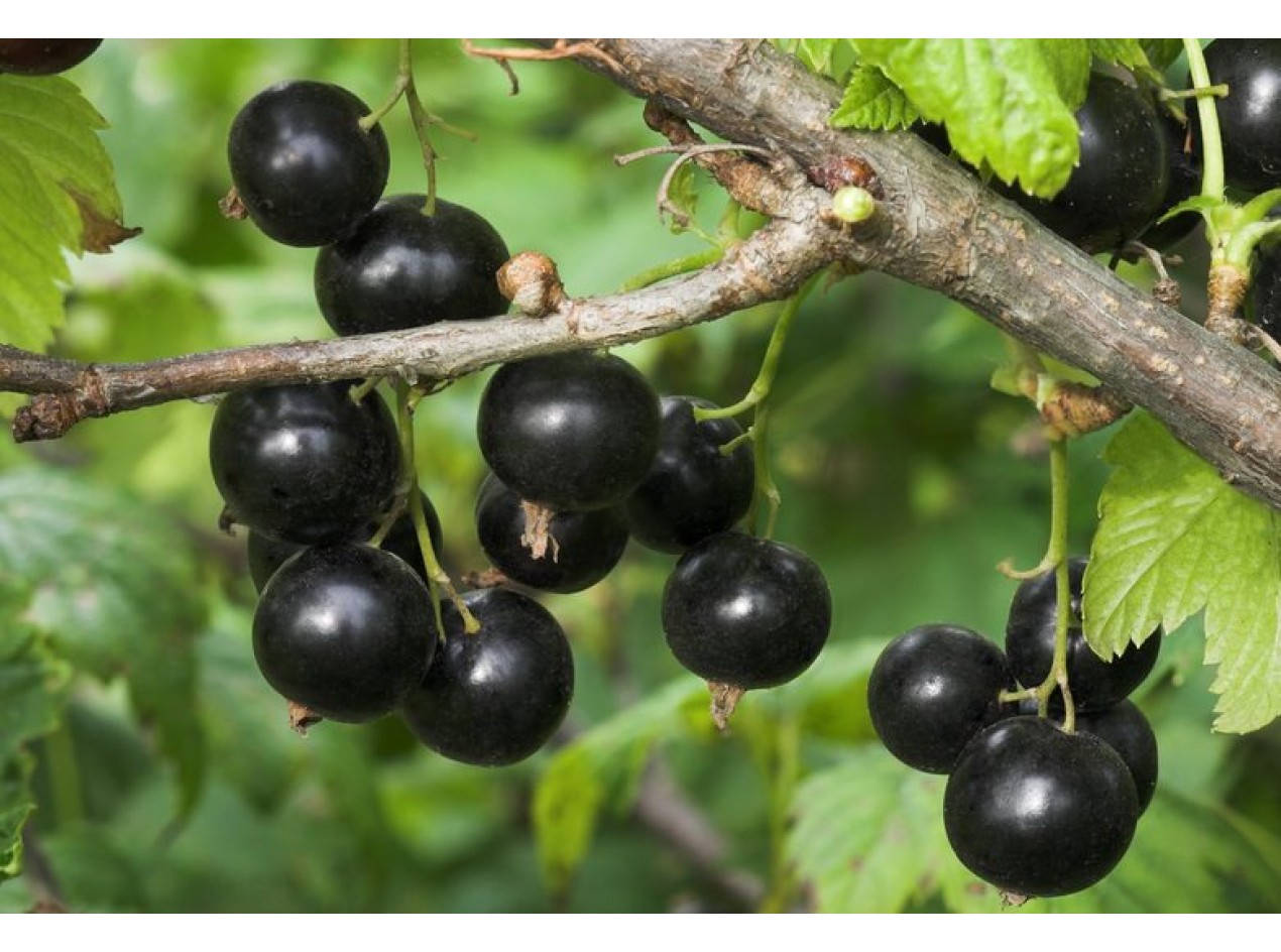 Blackcurrant In A Branch Wallpaper