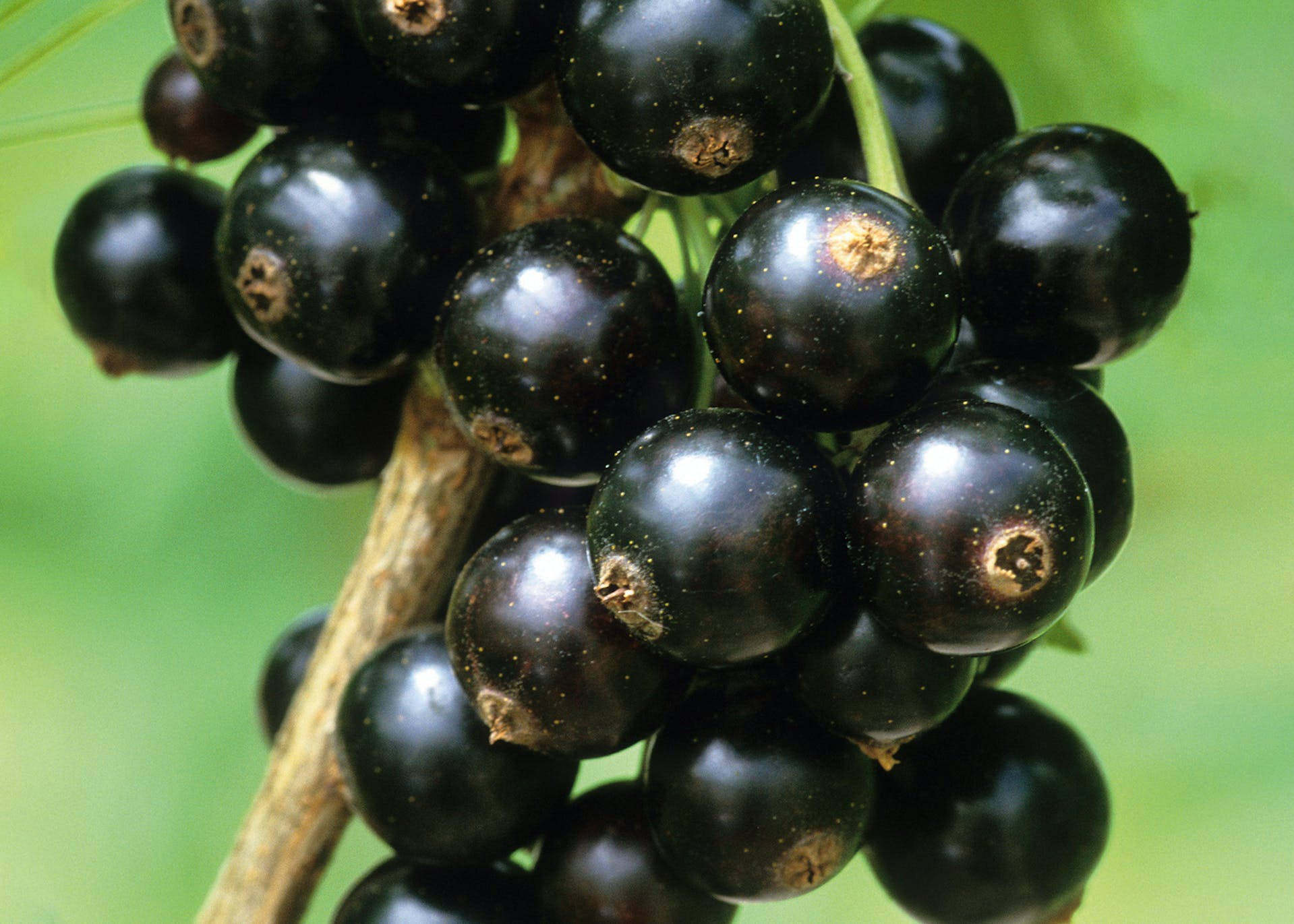 Blackcurrant In Close-up Wallpaper