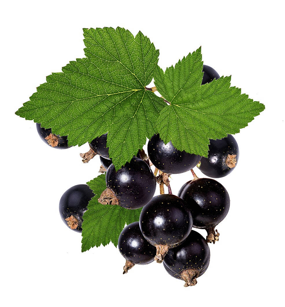 Blackcurrant With Leaf Wallpaper