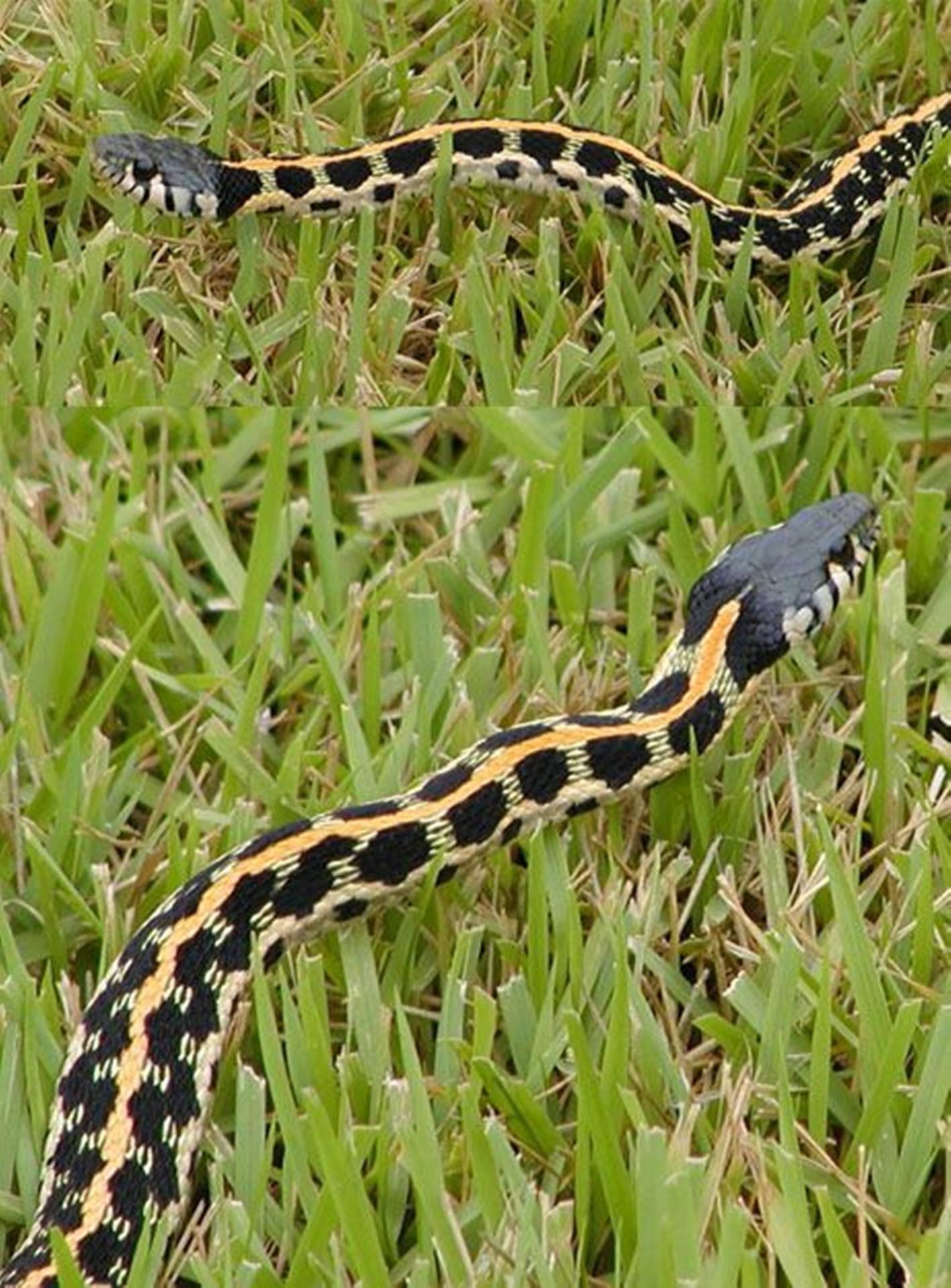 Blackneck Garter Snake Wallpaper
