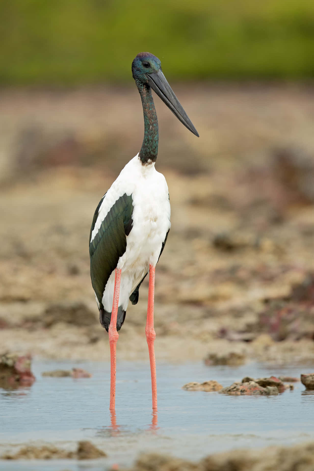 Blacknecked Stork Standingin Water.jpg Wallpaper