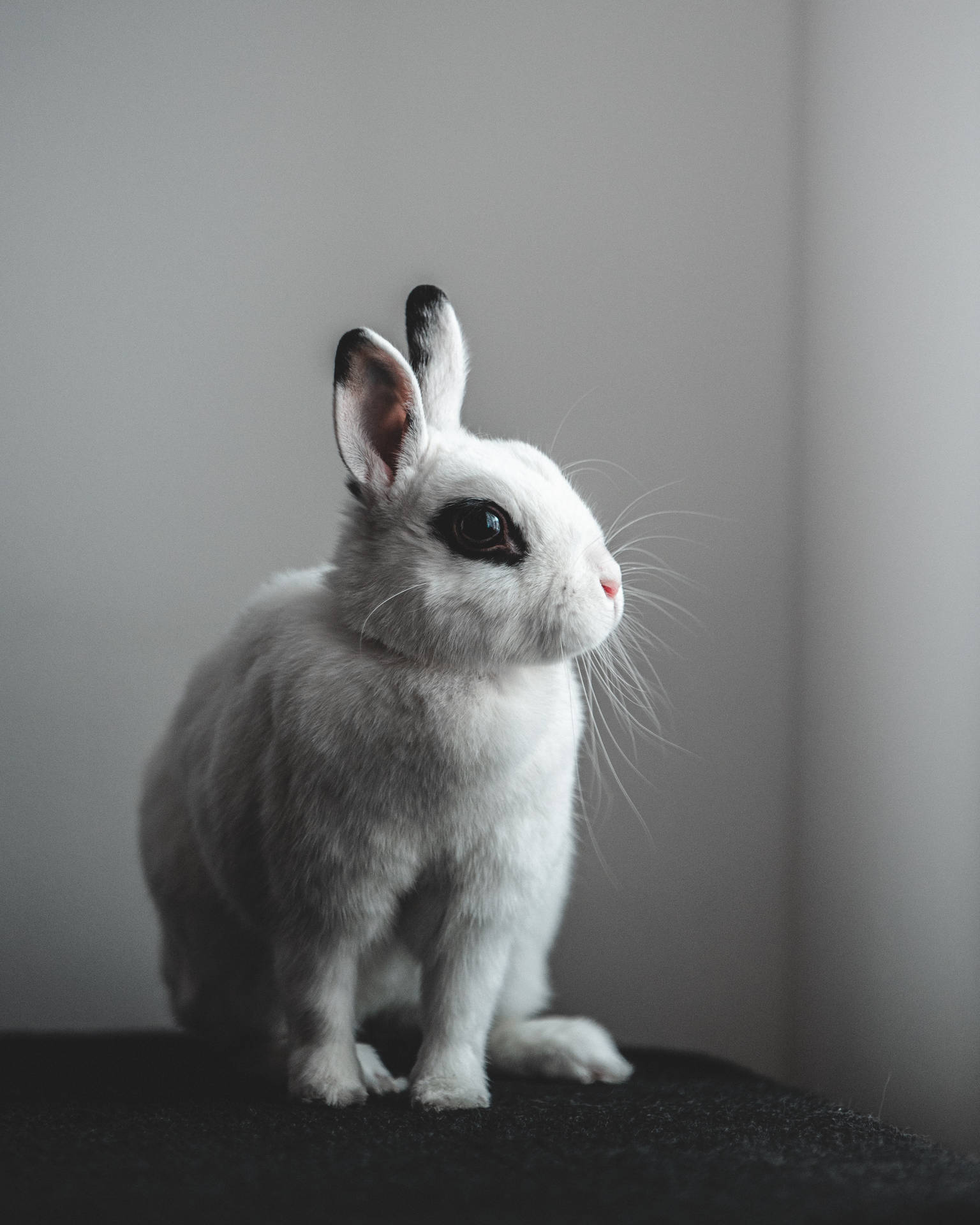 Blanc De Hotot Rabbit Wallpaper