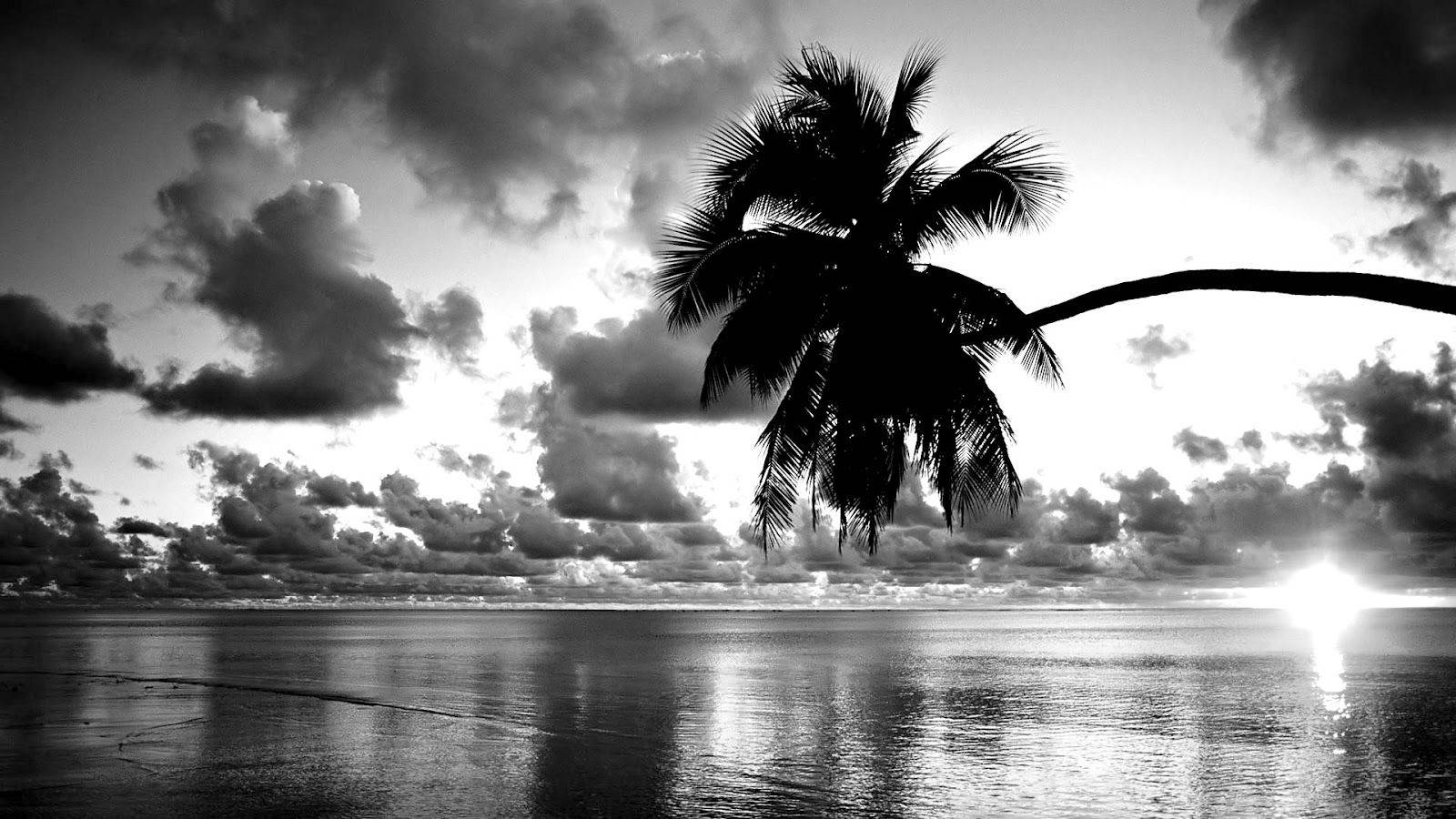 Blank And White Beach And Palm Tree Wallpaper