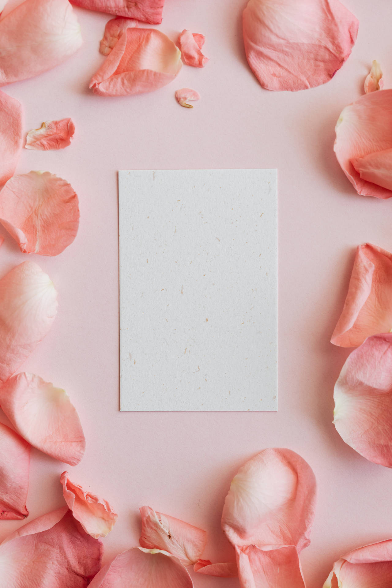 Blank Card Pink Petals Wallpaper