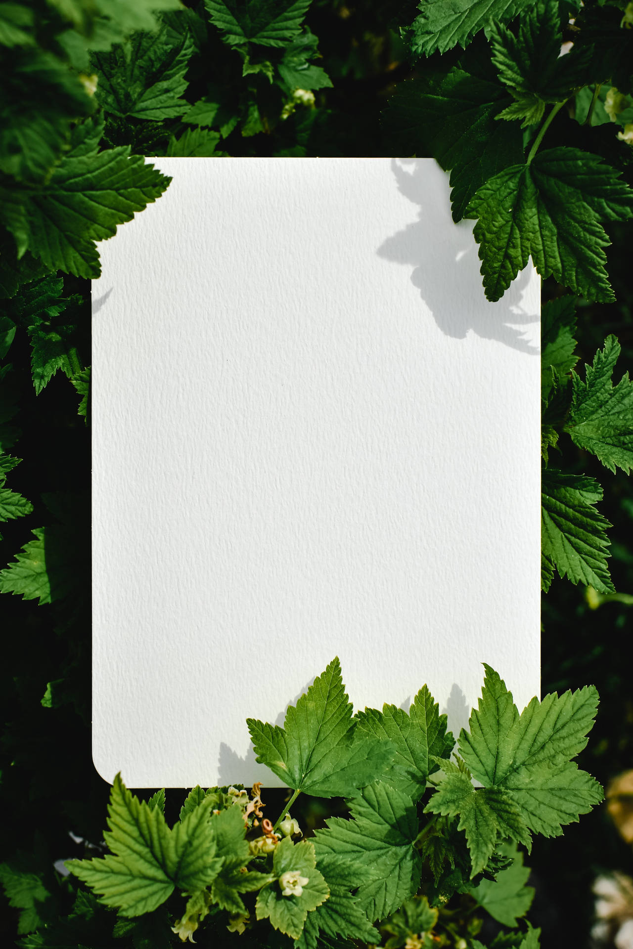 Blank Papir Løv Wallpaper