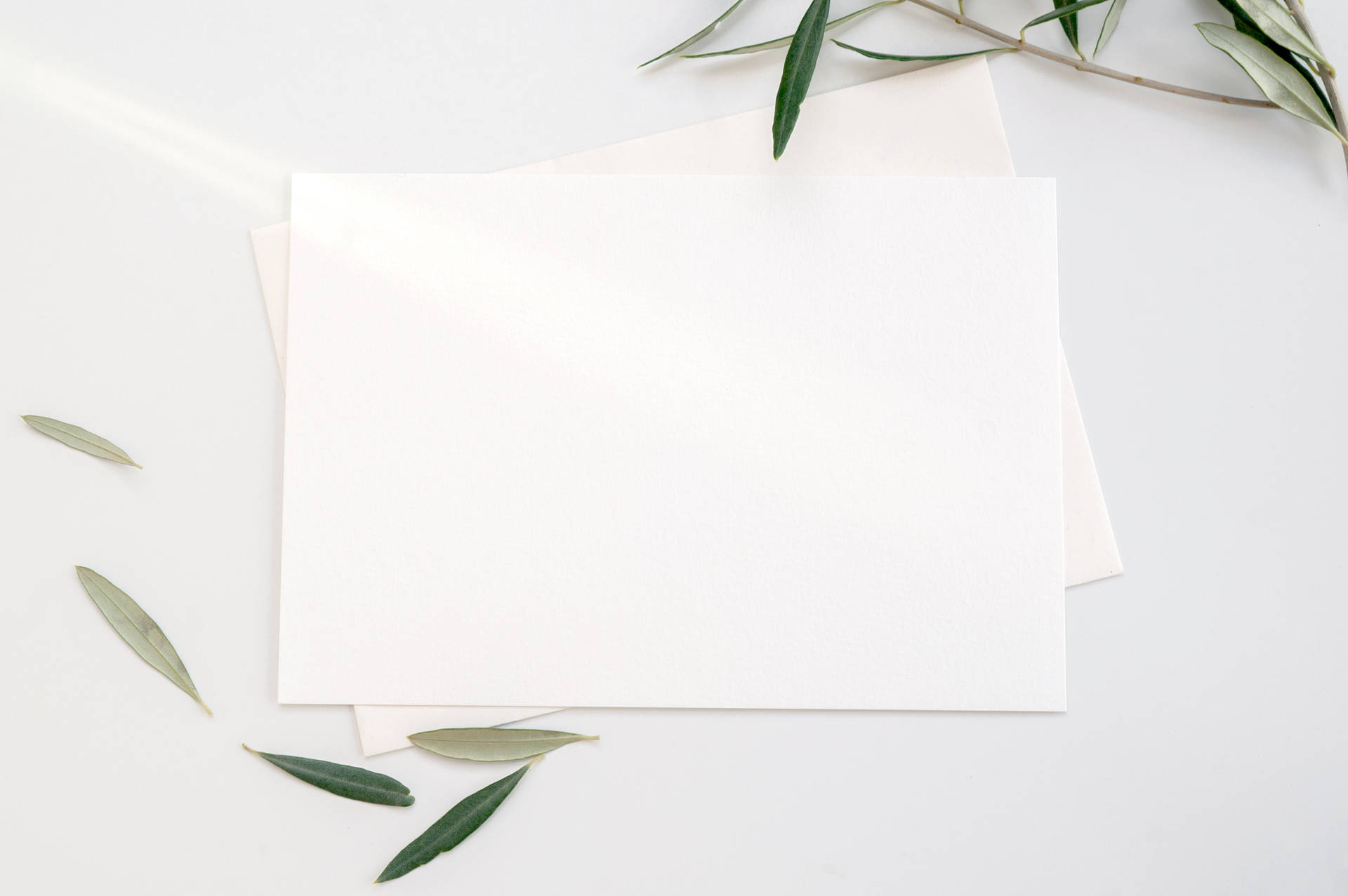 Two blank pieces of white printer paper being hit by sunlight placed on white surface with green leaves. 