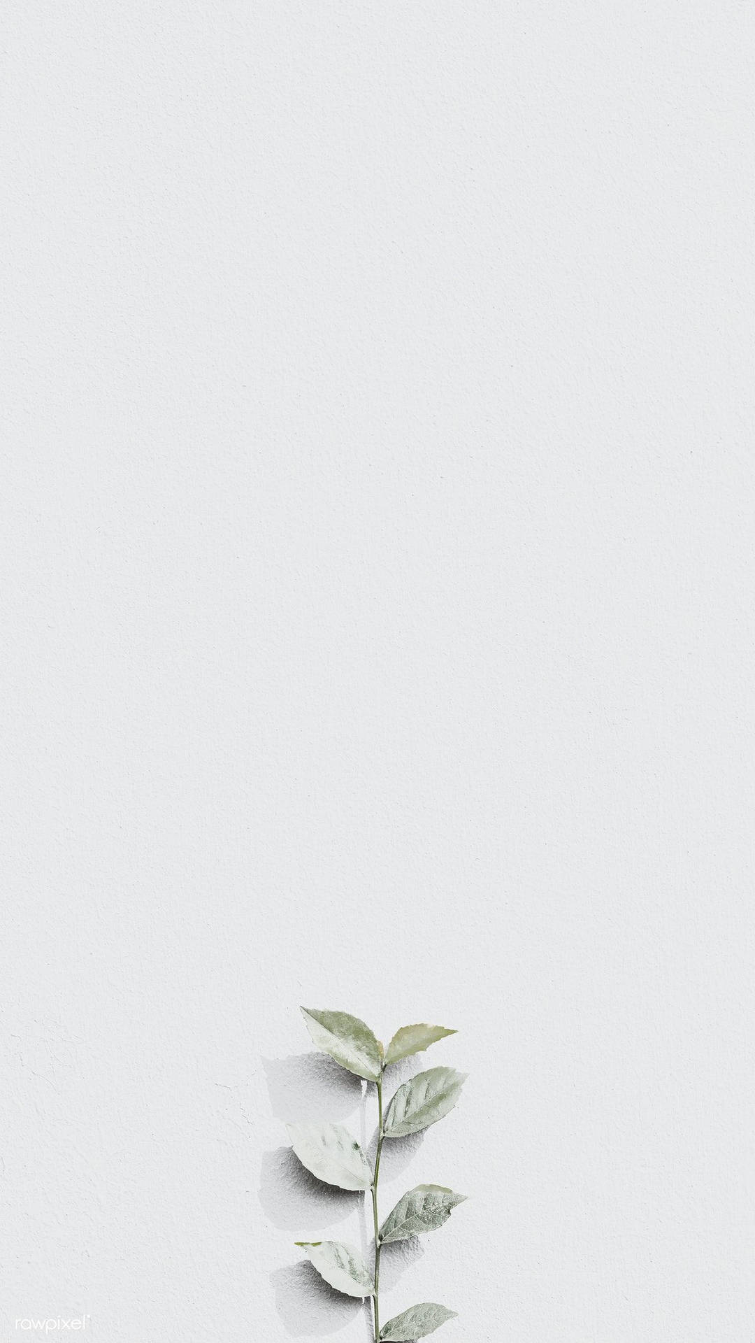 Blank White Wall With Painted Plant Picture
