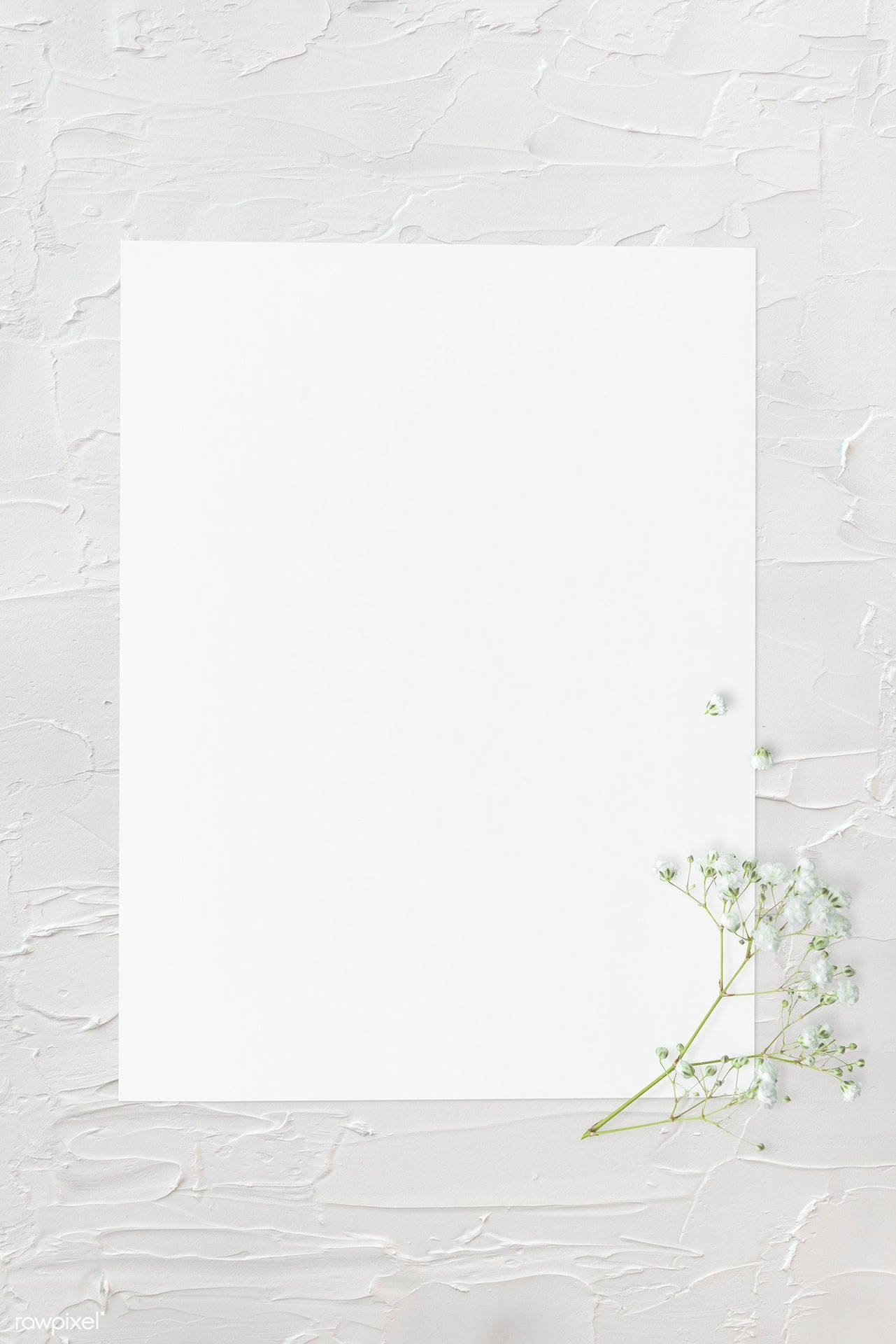 Blank White With Frame And White Flowers Picture