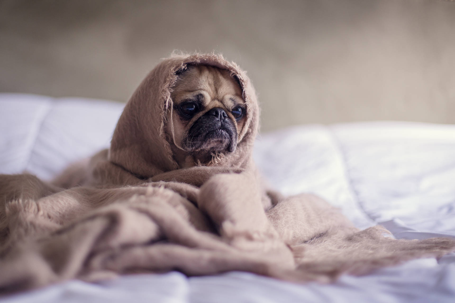 A cozy pug dog snuggled up in a blanket Wallpaper