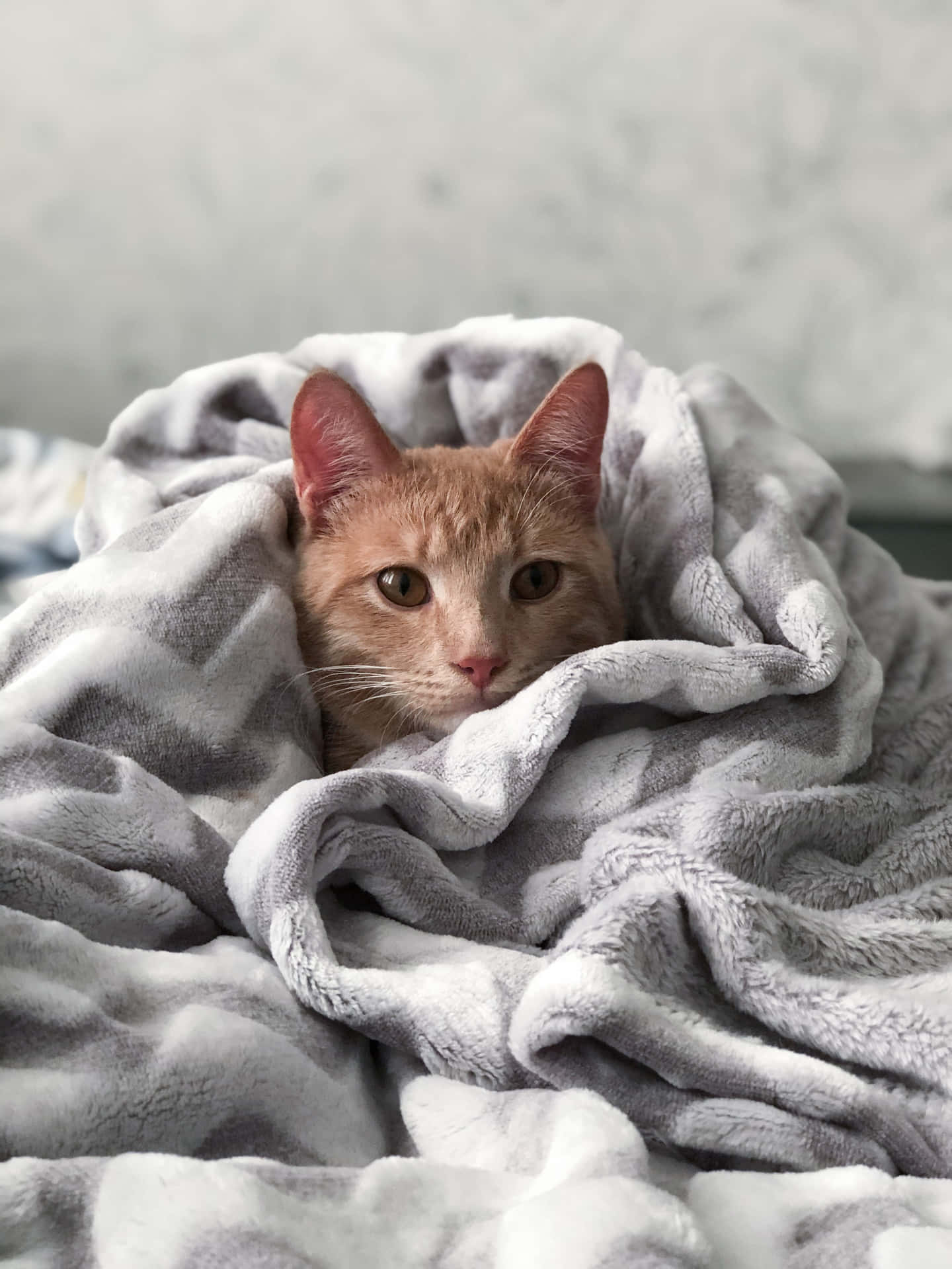 Blankets Cute Cat PFP Wallpaper