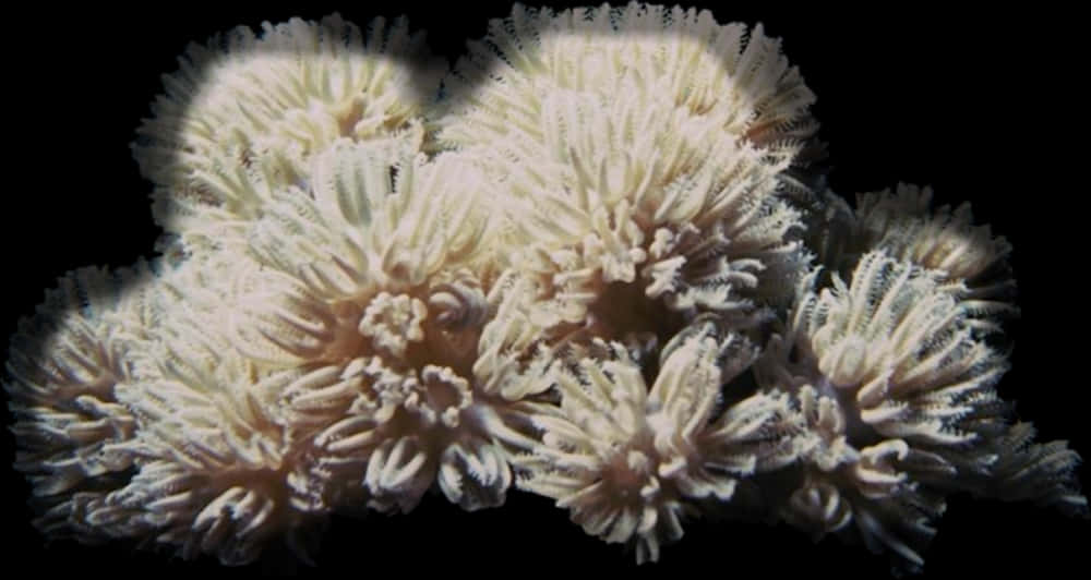 Bleached_ Coral_ Closeup PNG