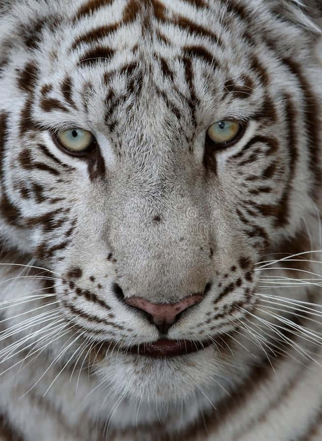 Bleached Tiger Face Wallpaper