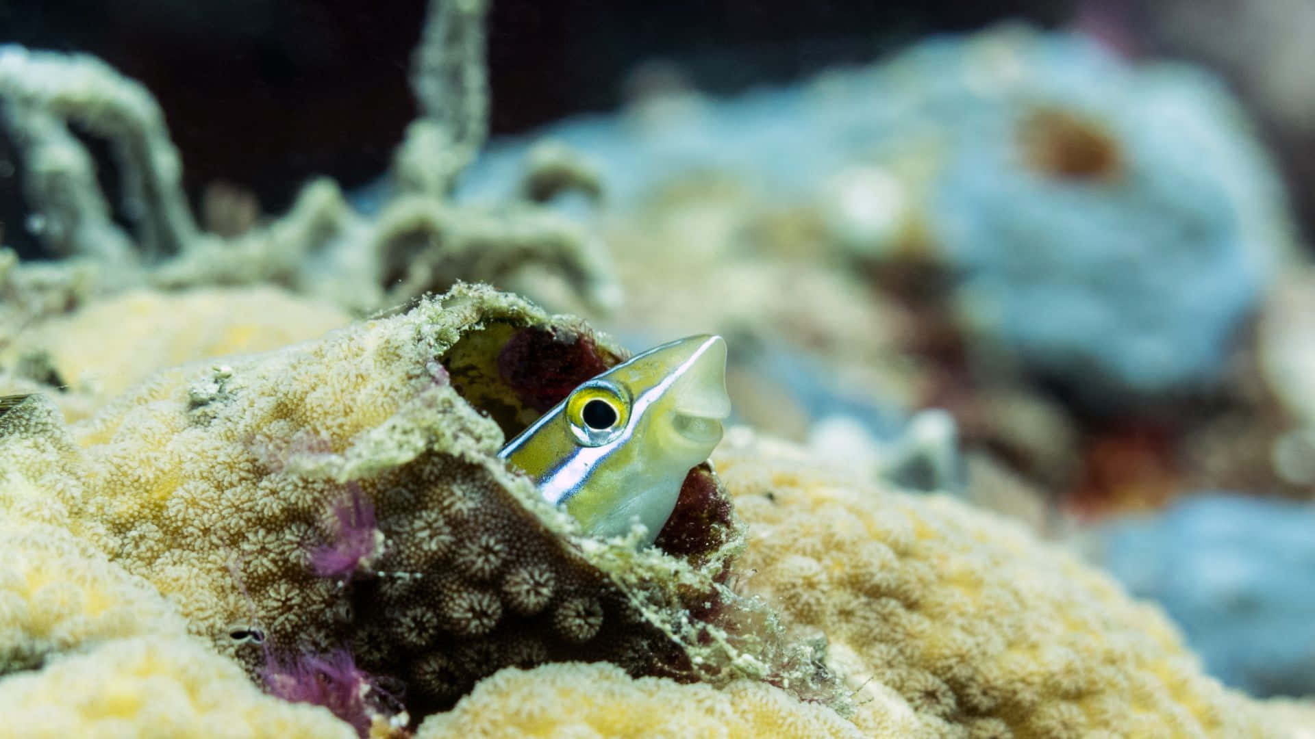 Blenny Peeking Out From Coral Reef Wallpaper