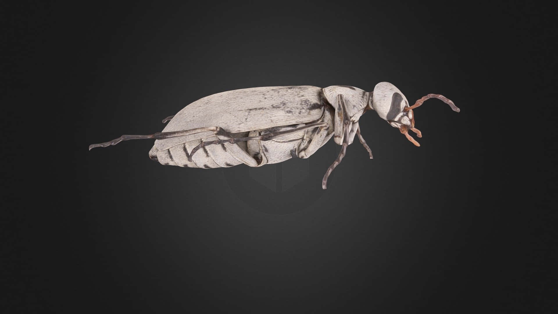 Blister Beetle Profile View Wallpaper