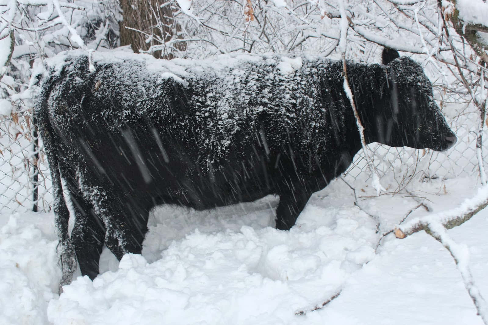 A Black Cow In The Snow